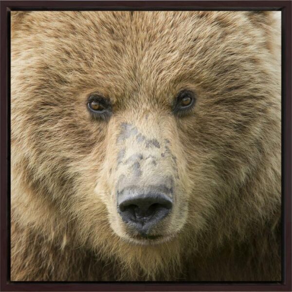 Bear Life