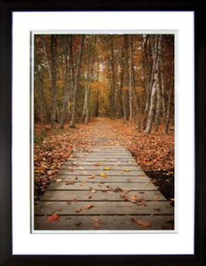 Woodland Path