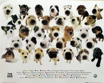 Dogs Collection