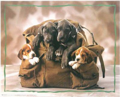 Backpack Puppies