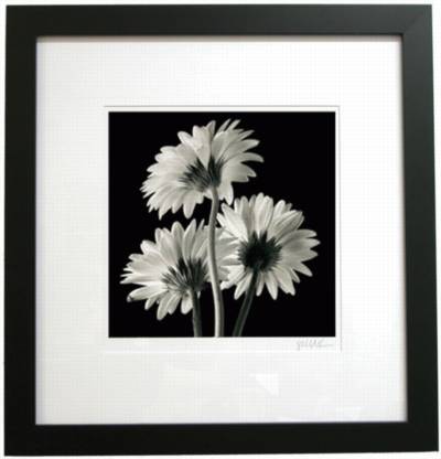 Gerber Daisies II