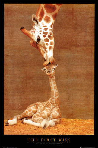 First Kiss Giraffe