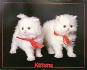 White Kittens