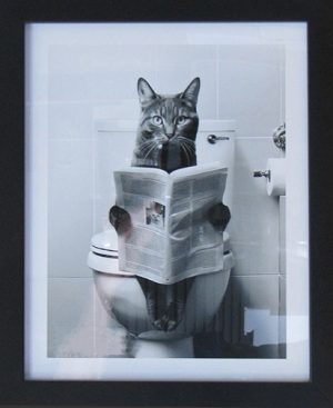 Cat reading