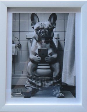 French Bull Dog