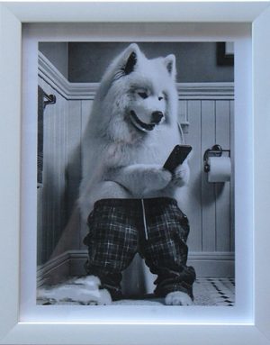 Samoyed