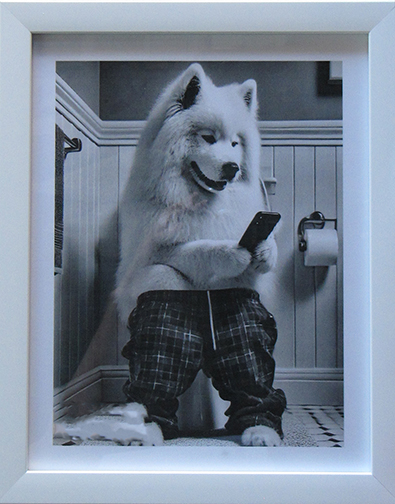 Samoyed